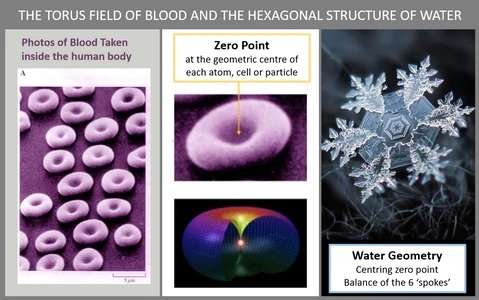 Torus Field Blood Hexagonal Structured Water Levitation